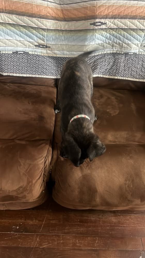 Tiger Lily AKA Remi - Photo 12