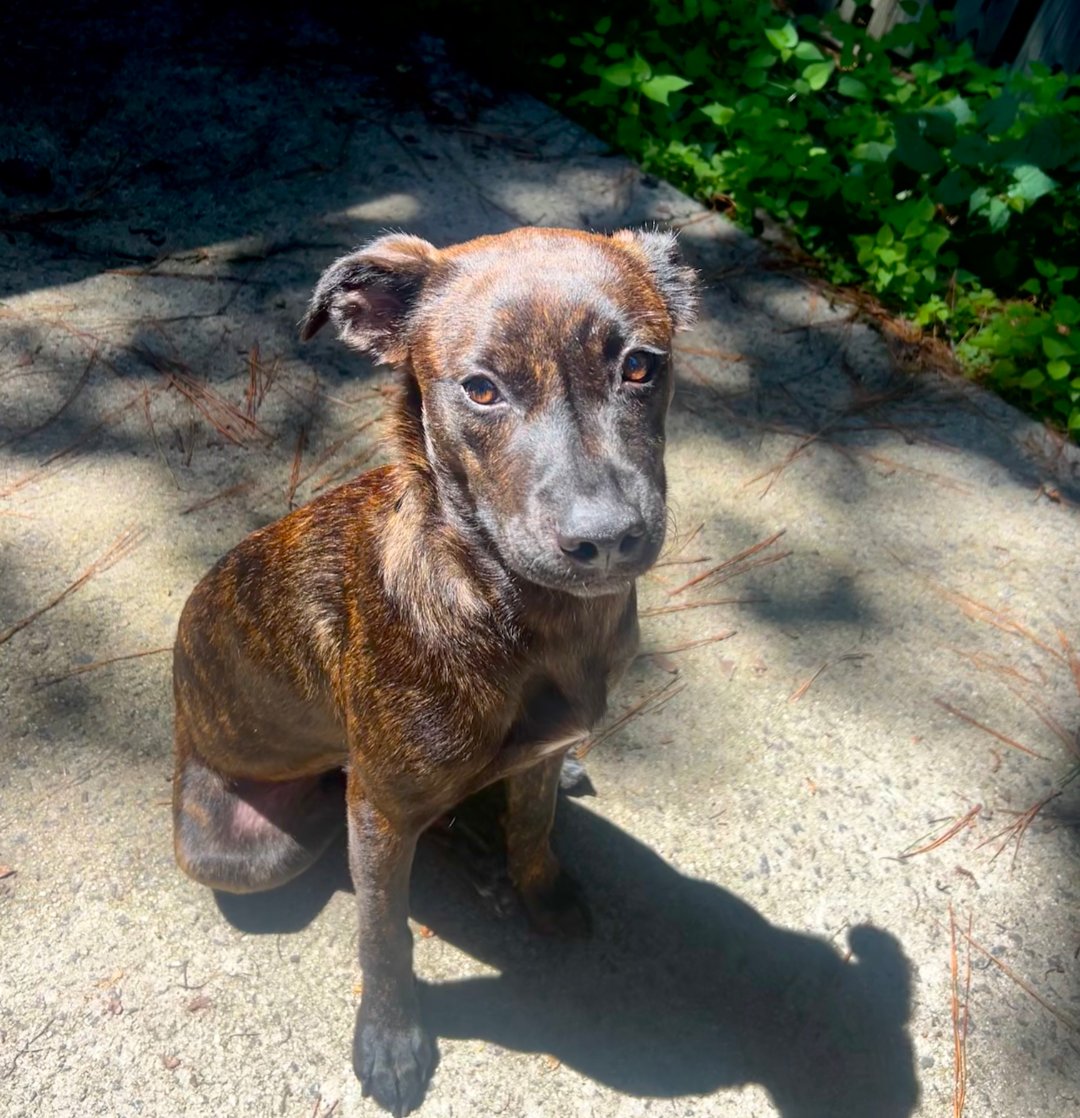 Tiger Lily AKA Remi - Photo 5