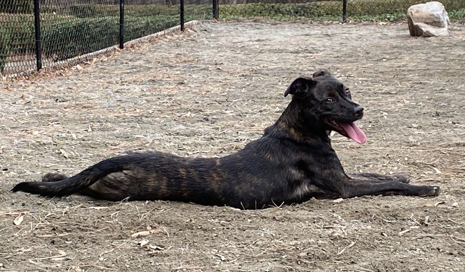 Tiger Lily AKA Remi - Photo 7