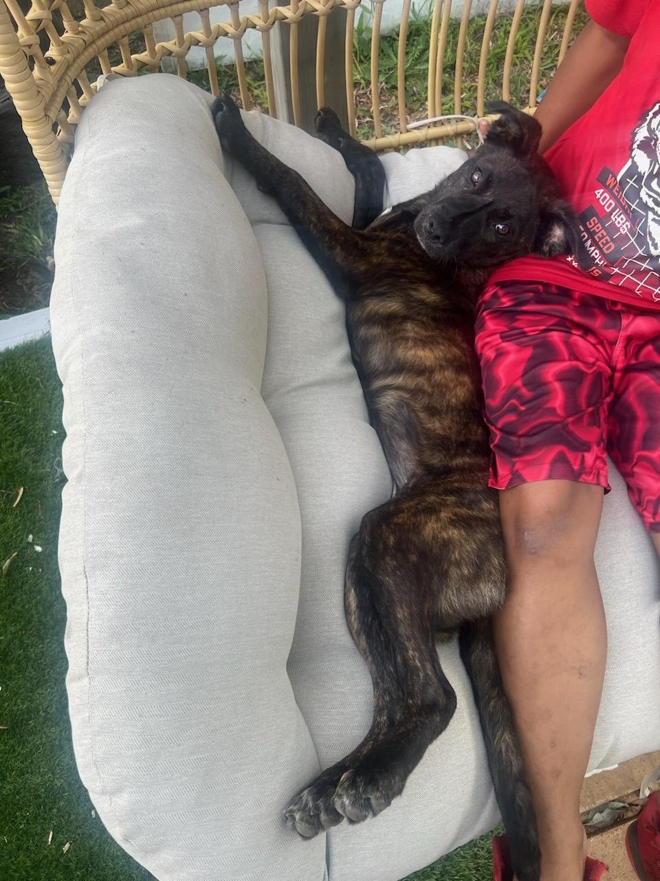 Tiger Lily AKA Remi - Photo 8