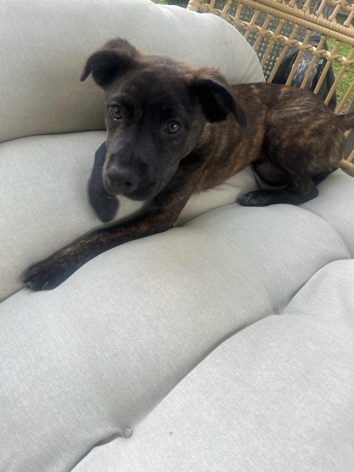 Tiger Lily AKA Remi - Photo 9