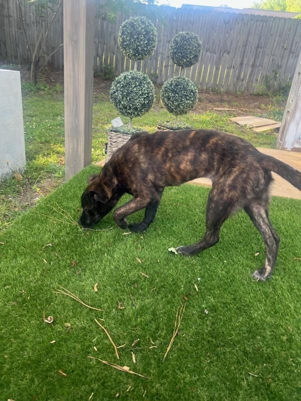 Tiger Lily AKA Remi - Photo 10