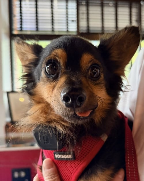 SNAPPER - Chihuahua available for adoption