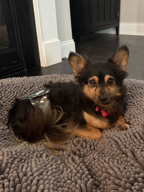SNAPPER - Chihuahua available for adoption