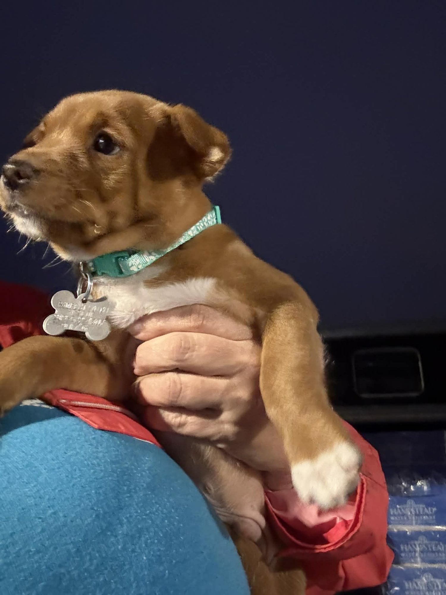 TARA - TRAITORS LITTER - Terrier / Shepherd available for adoption