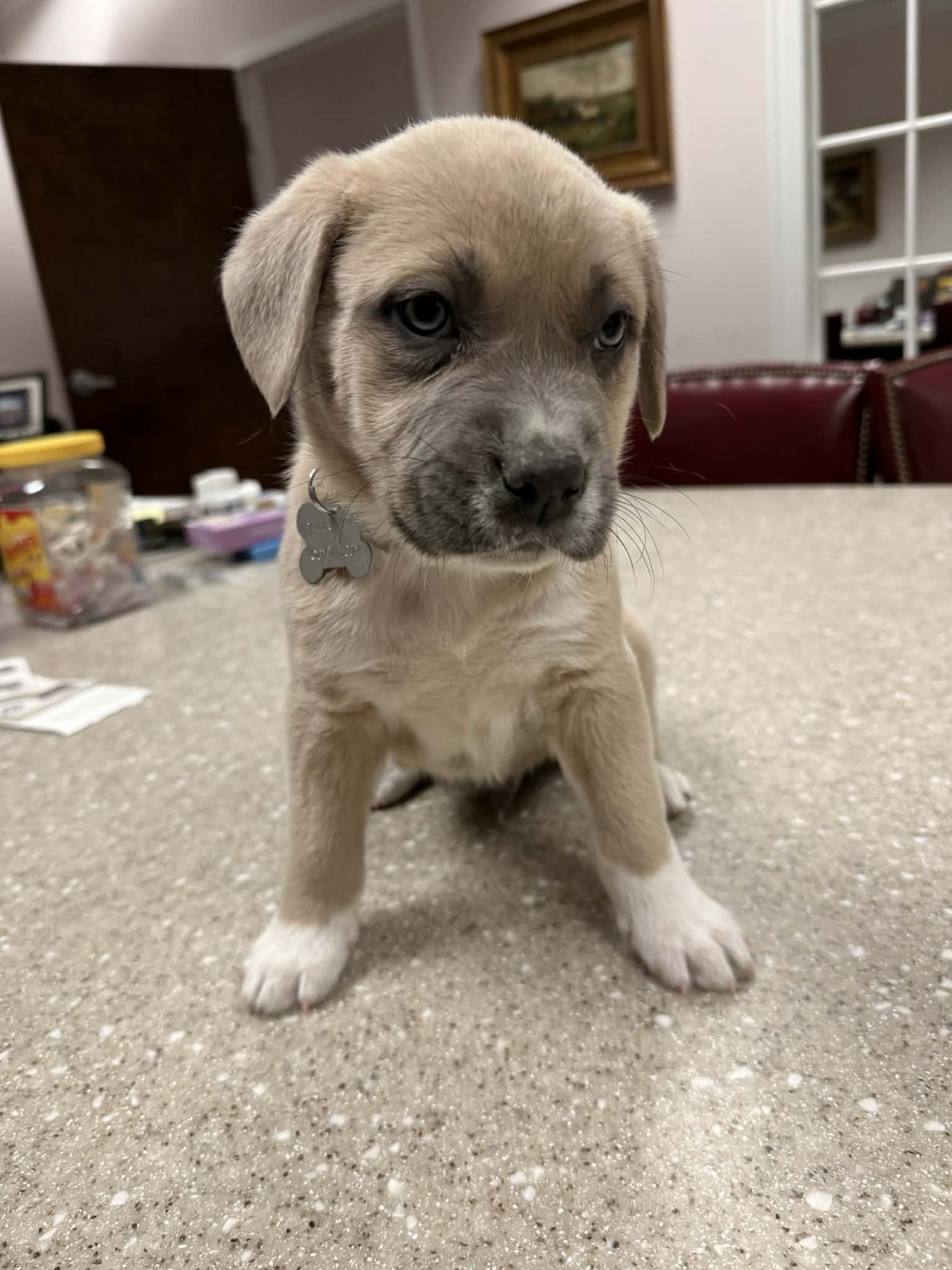 BUTTERCUP (BESSIE LITTER) - Cattle Dog / Shepherd available for adoption
