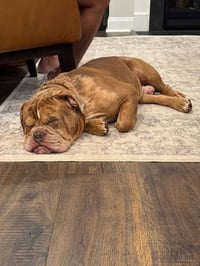 Bowser (previously known as GG) - Photo 5