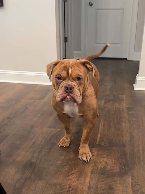 BOWSER (PREVIOUSLY KNOWN AS GG) - Bulldog available for adoption