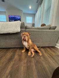 Bowser (previously known as GG) - Photo 1