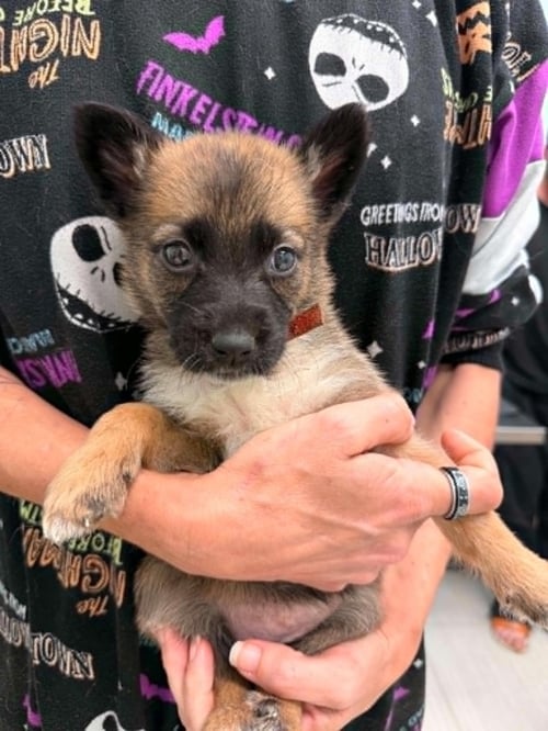 SMOKE- TWITCH TEAM LITTER - Shepherd available for adoption