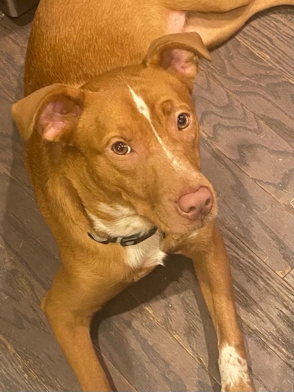 Campbell Image