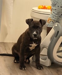 Rudy Rolf - Santa Litter - Photo 3