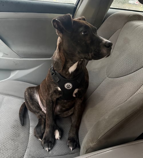 RUDY ROLF - SANTA LITTER - American Staffordshire Terrier available for adoption