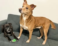 Rudy Rolf - Santa Litter - Photo 6