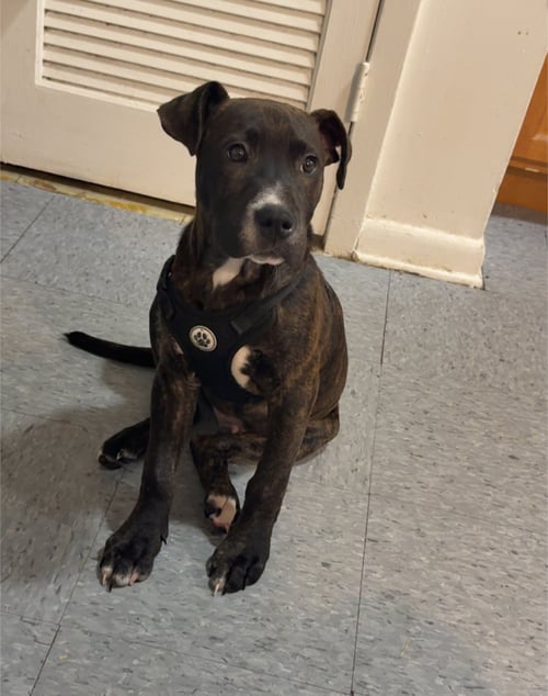 RUDY ROLF - SANTA LITTER - American Staffordshire Terrier available for adoption