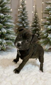 Rudy Rolf - Santa Litter - Photo 9