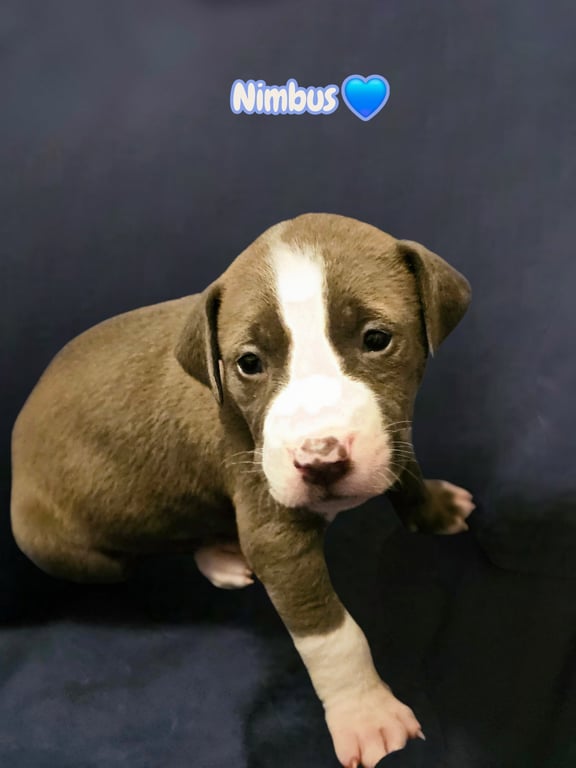 Nimbus - Stormie litter Image