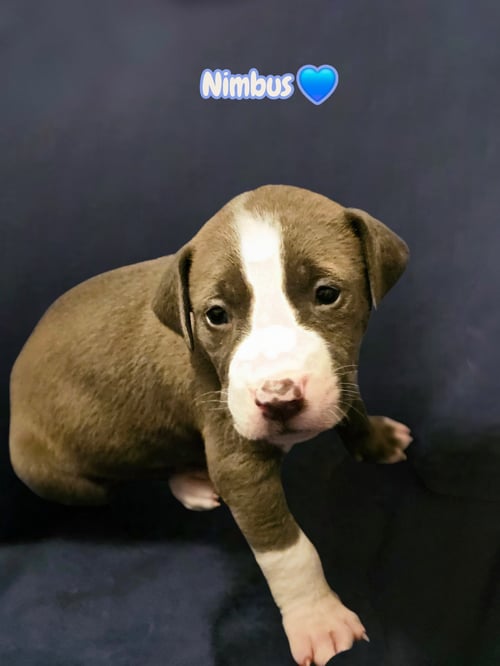NIMBUS - STORMIE LITTER - American Staffordshire Terrier available for adoption