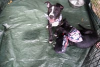 Frankie - Photo 6