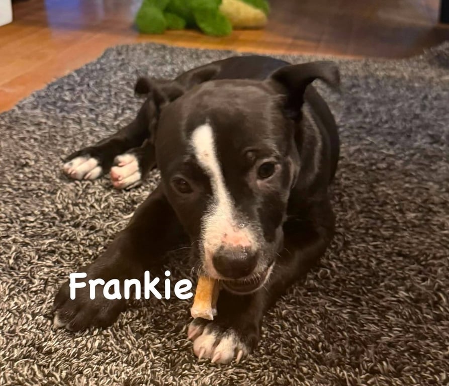 Frankie Image
