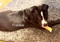 Frankie - Photo 2