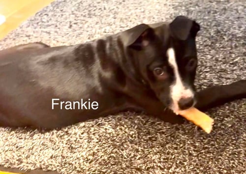 FRANKIE - American Pit Bull Terrier available for adoption