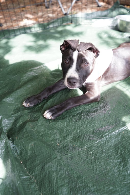 Frankie Image
