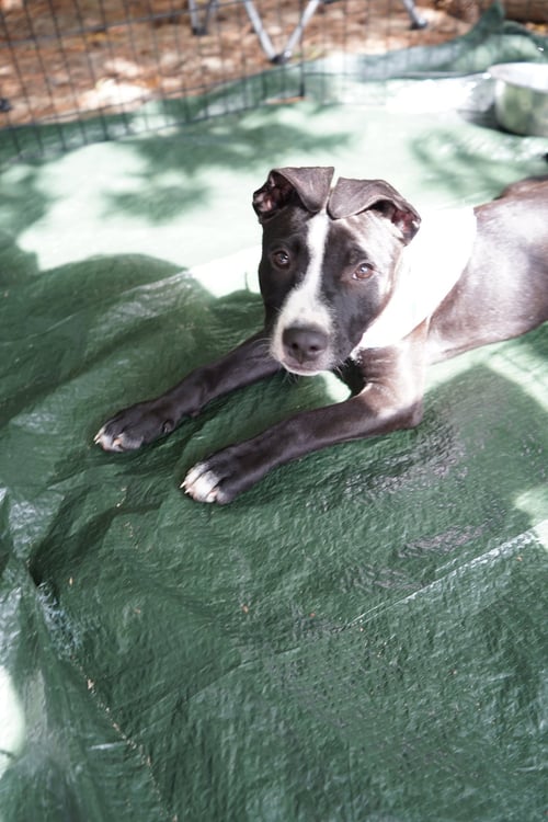 FRANKIE - American Pit Bull Terrier available for adoption