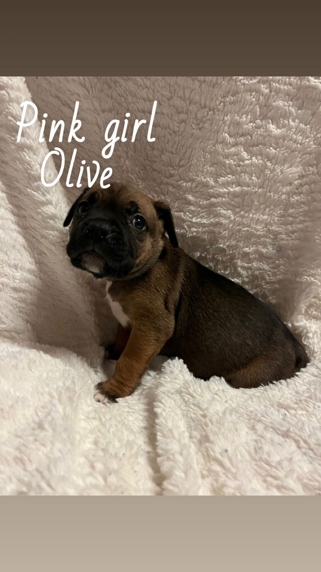OLIVE - THE LOYAL-TREE LITTER - Boxer / Terrier available for adoption