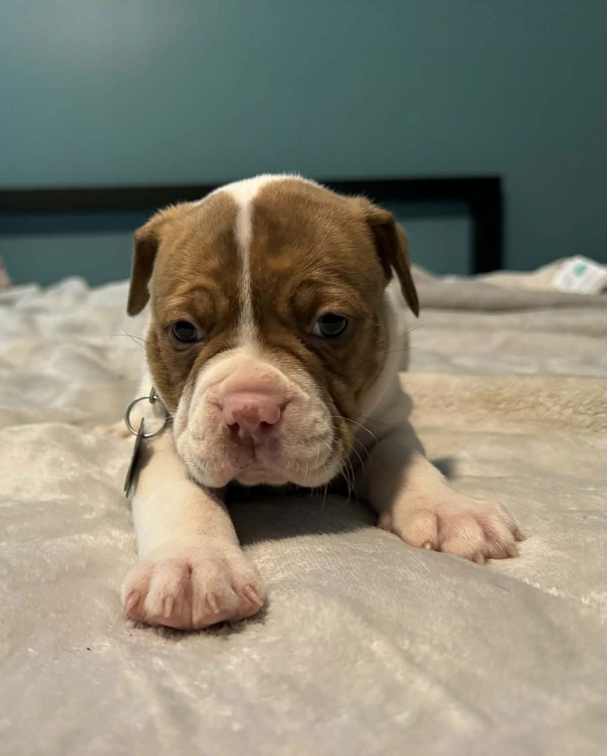 TANK - THE WRECKING CREW - Boxer / Bulldog available for adoption