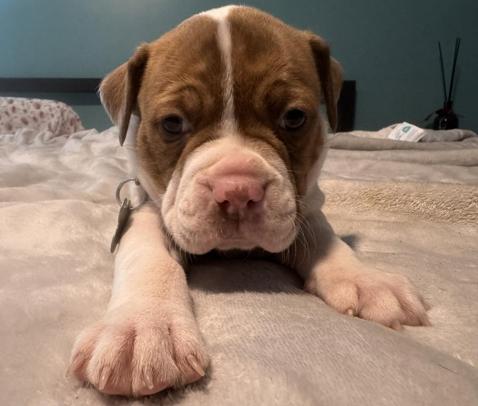 TANK - THE WRECKING CREW - Boxer / Bulldog available for adoption