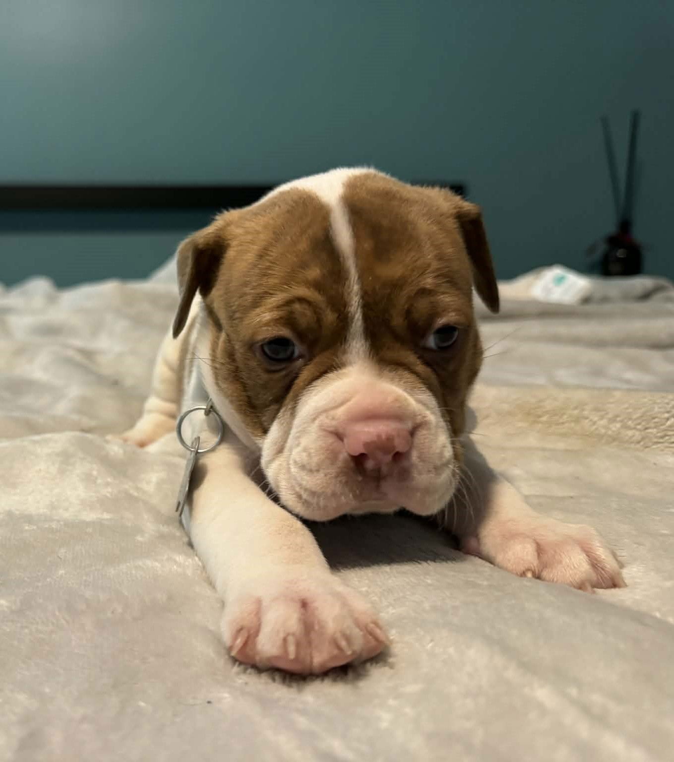 Tank - The Wrecking Crew - Photo 3