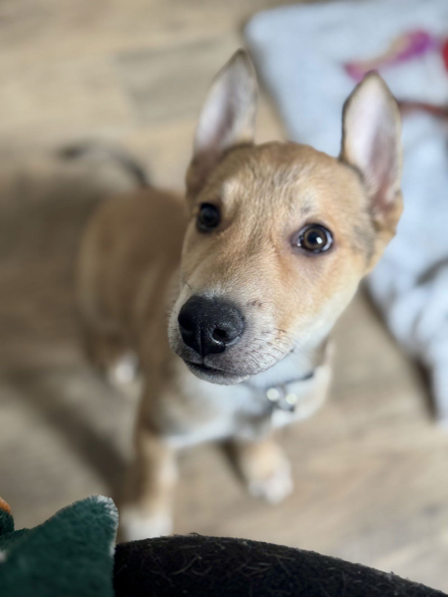 GIBBS - German Shepherd Dog available for adoption