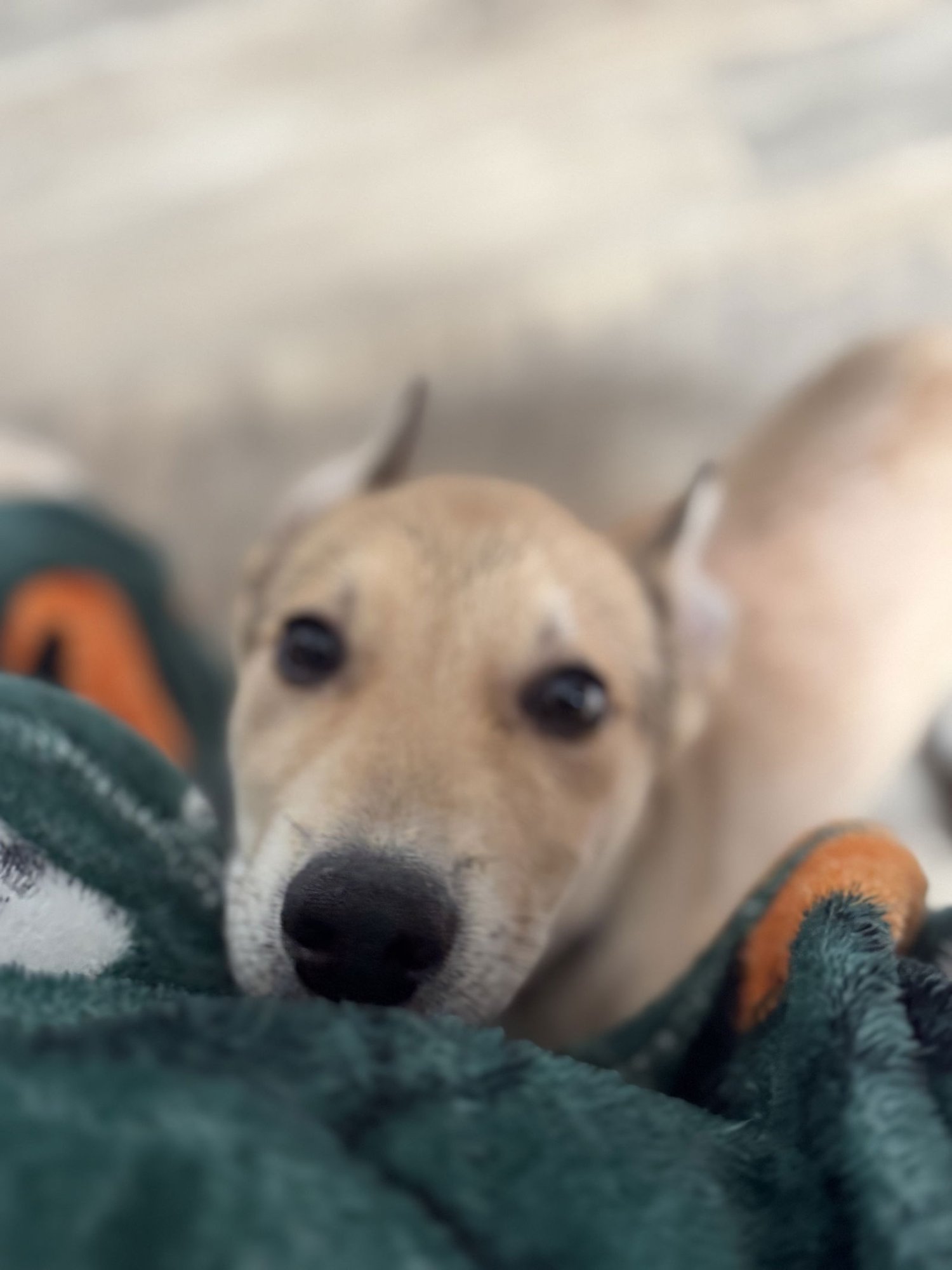 GIBBS - German Shepherd Dog available for adoption