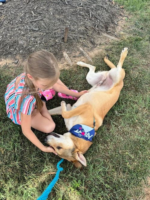 GIBBS - German Shepherd Dog available for adoption