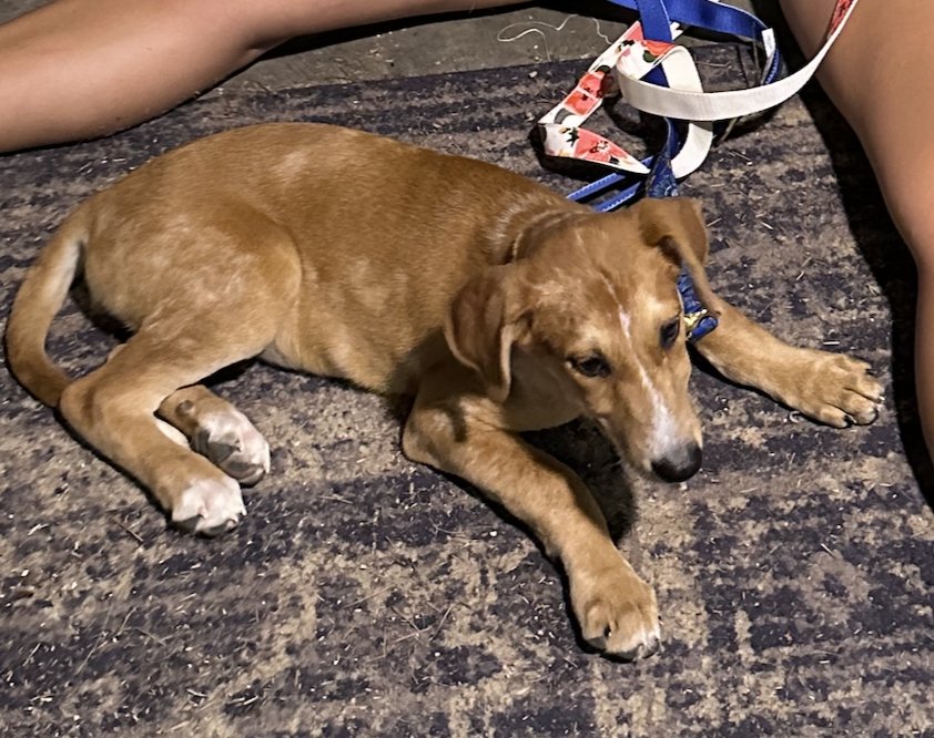 Piper (P Litter) Image