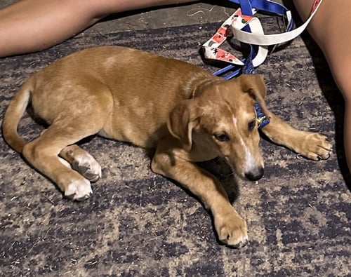 PIPER (P LITTER) - Great Pyrenees / Hound available for adoption