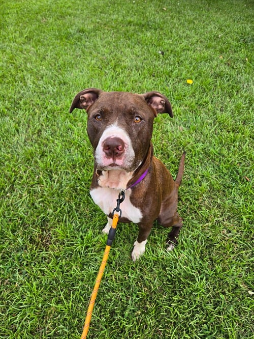 MANNY B - Pit Bull Terrier available for adoption