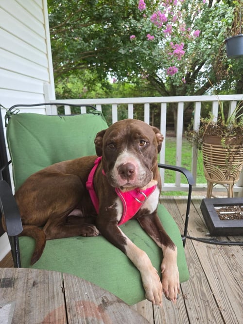 MANNY B - Pit Bull Terrier available for adoption