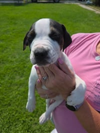 Diesel (Gravy's Litter) - Photo 5