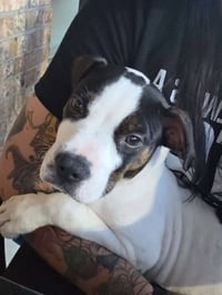 Diesel (Gravy's Litter) - Photo 2