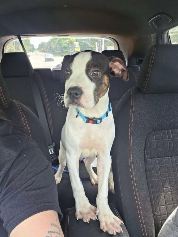 Diesel (Gravy's Litter) Image