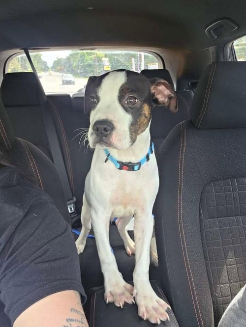 DIESEL (GRAVY'S LITTER) - Staffordshire Bull Terrier / American Staffordshire Terrier available for adoption