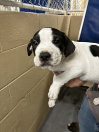Diesel (Gravy's Litter) - Photo 4