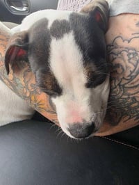 Diesel (Gravy's Litter) - Photo 3