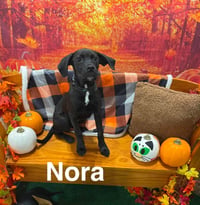 Nora - Photo 5