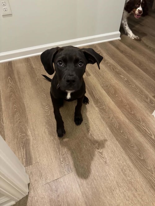 NORA - Labrador Retriever / Terrier available for adoption