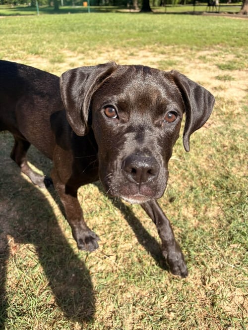 NORA - Labrador Retriever / Terrier available for adoption