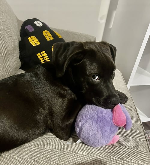 NORA - Labrador Retriever / Terrier available for adoption
