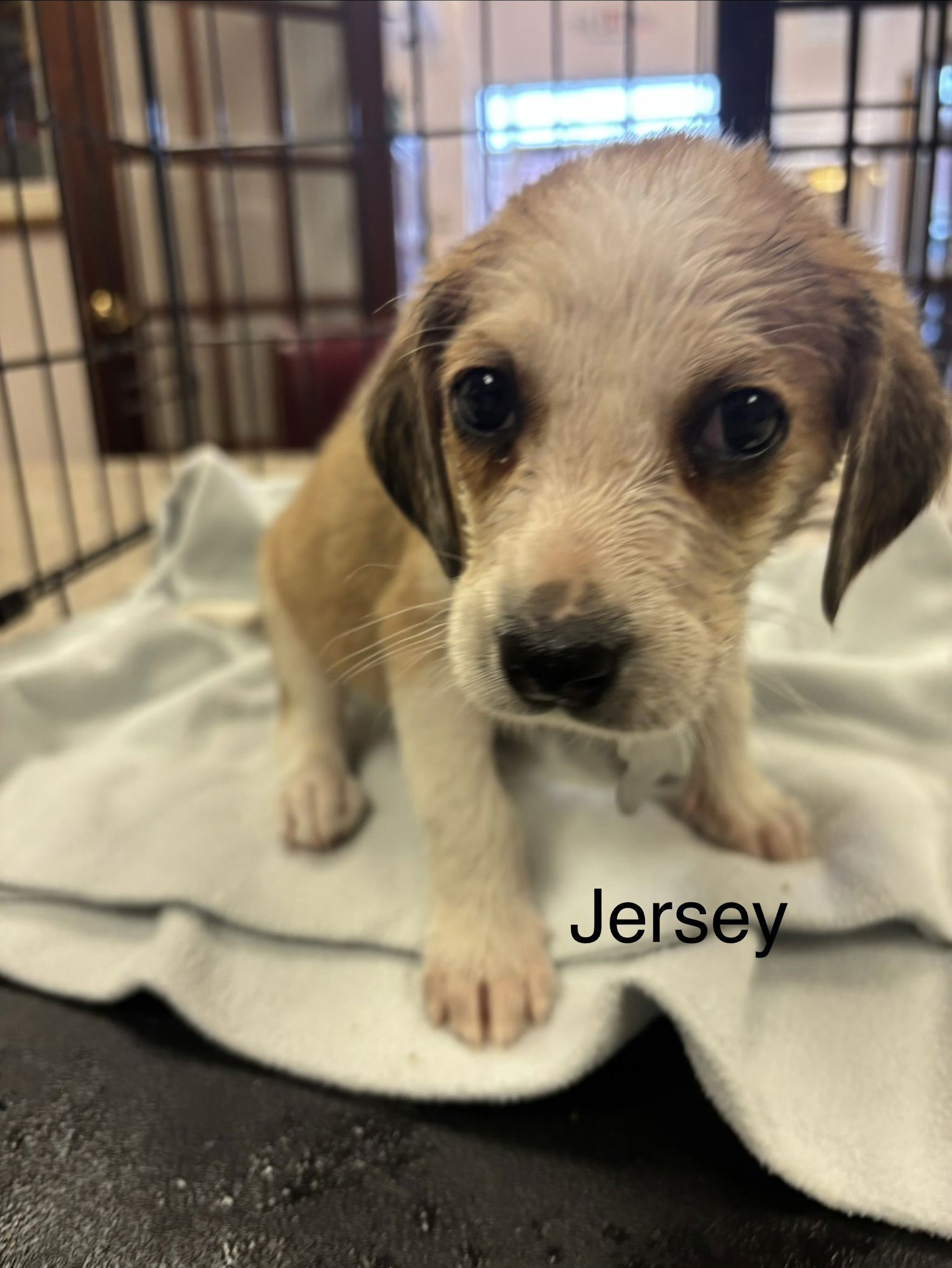 JERSEY - Beagle available for adoption